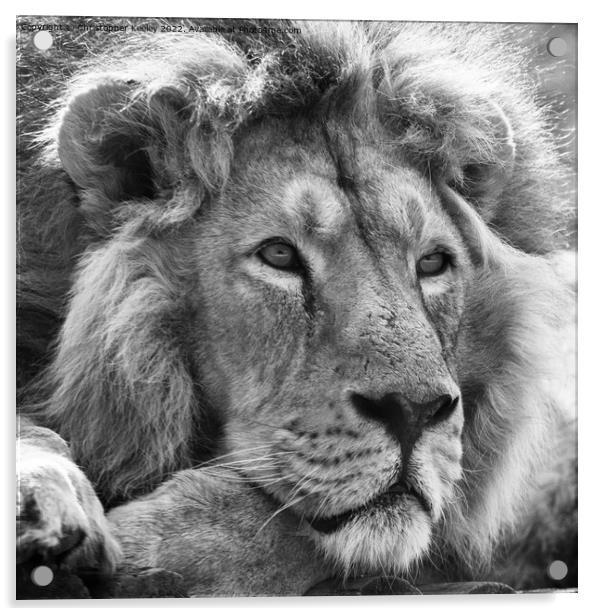 Asiatic lion in black and white Acrylic by Christopher Keeley