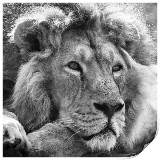 Asiatic lion in black and white Print by Christopher Keeley