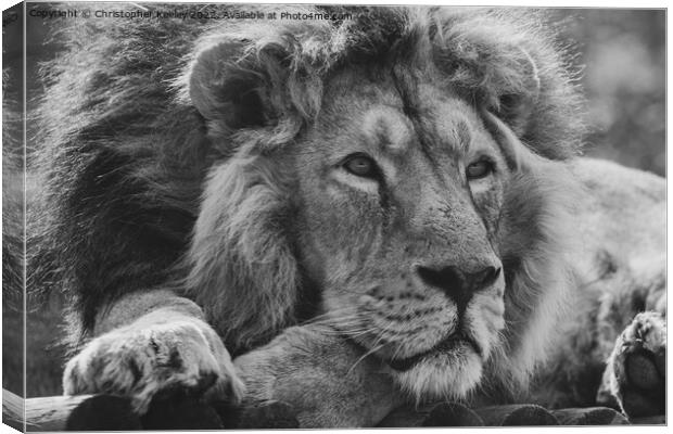 Monochrome Asiatic lion portrait Canvas Print by Christopher Keeley