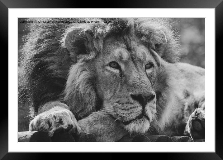 Monochrome Asiatic lion portrait Framed Mounted Print by Christopher Keeley