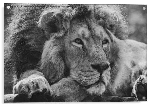 Monochrome Asiatic lion portrait Acrylic by Christopher Keeley