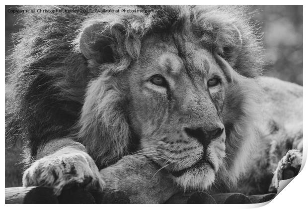 Monochrome Asiatic lion portrait Print by Christopher Keeley