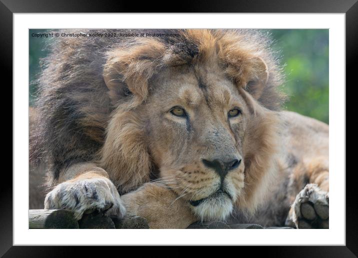 Resting Asiatic male lion Framed Mounted Print by Christopher Keeley
