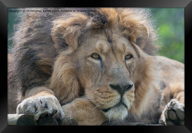Resting Asiatic male lion Framed Print by Christopher Keeley