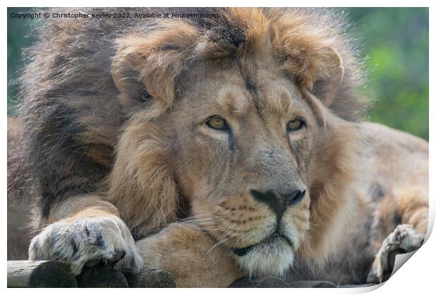 Resting Asiatic male lion Print by Christopher Keeley