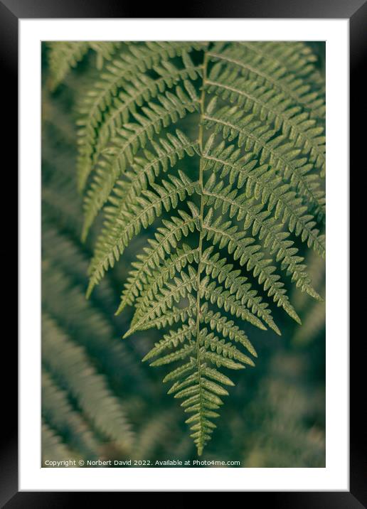 Close-Encounter with Verdant Fern Framed Mounted Print by Norbert David