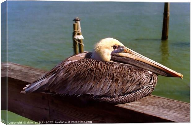 pelican rest time Canvas Print by dale rys (LP)