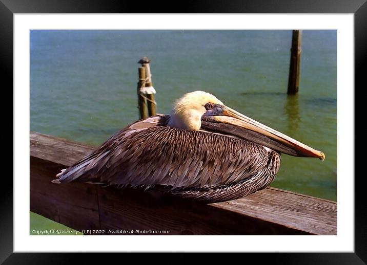 pelican rest time Framed Mounted Print by dale rys (LP)