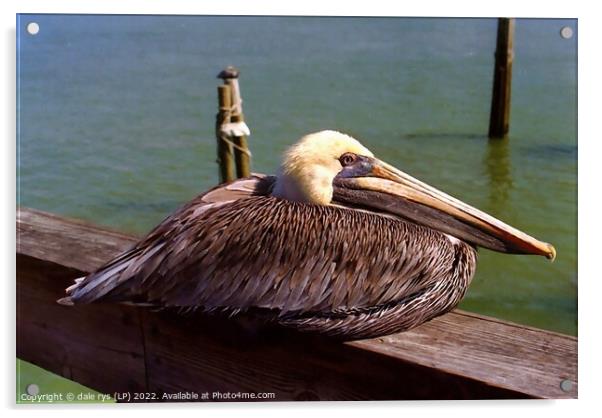 pelican rest time Acrylic by dale rys (LP)