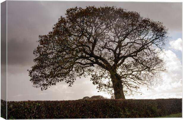 silhouetted oak tree Canvas Print by Sally Wallis