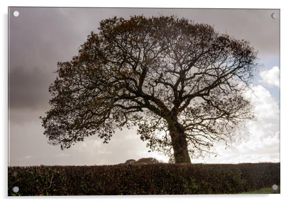 silhouetted oak tree Acrylic by Sally Wallis