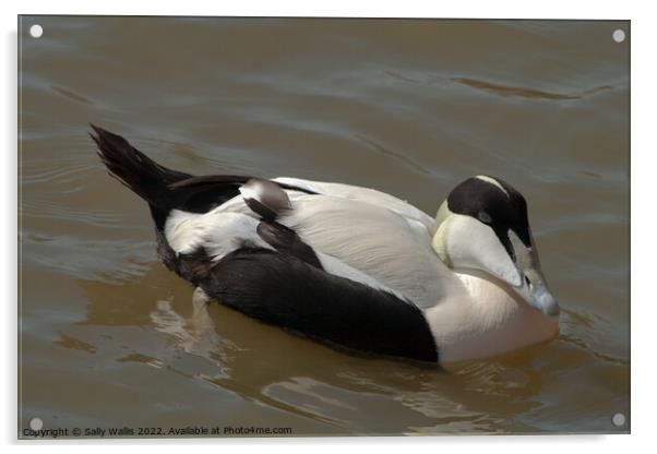 Eider Duck swimming Acrylic by Sally Wallis