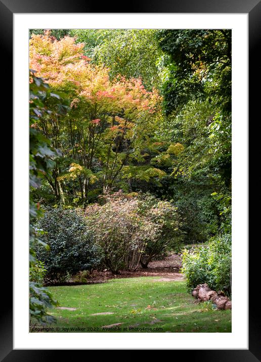 Garden scene with an Acer tree.  Framed Mounted Print by Joy Walker