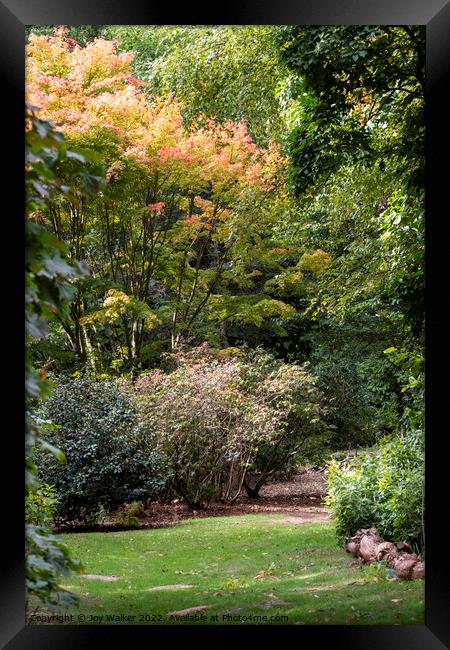 Garden scene with an Acer tree.  Framed Print by Joy Walker