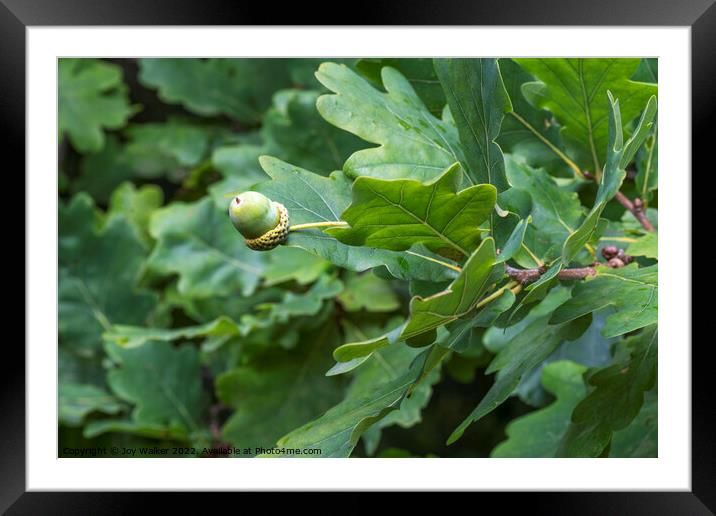 A single acorn Framed Mounted Print by Joy Walker