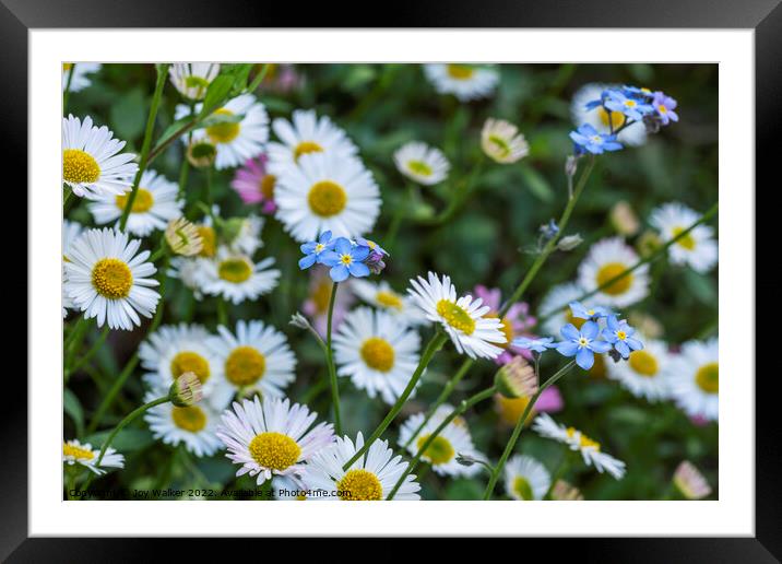 Daisies and forget-me-nots Framed Mounted Print by Joy Walker