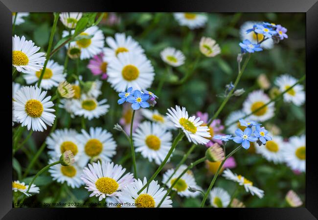 Daisies and forget-me-nots Framed Print by Joy Walker