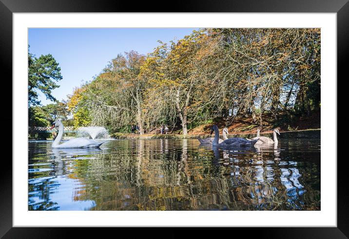 Mute Swan family on the water Framed Mounted Print by Jason Wells