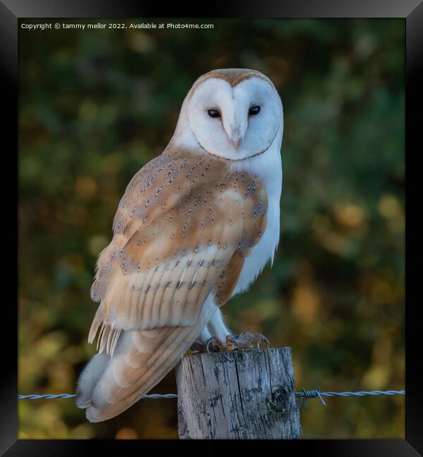 Majestic Barn Owl Framed Print by tammy mellor
