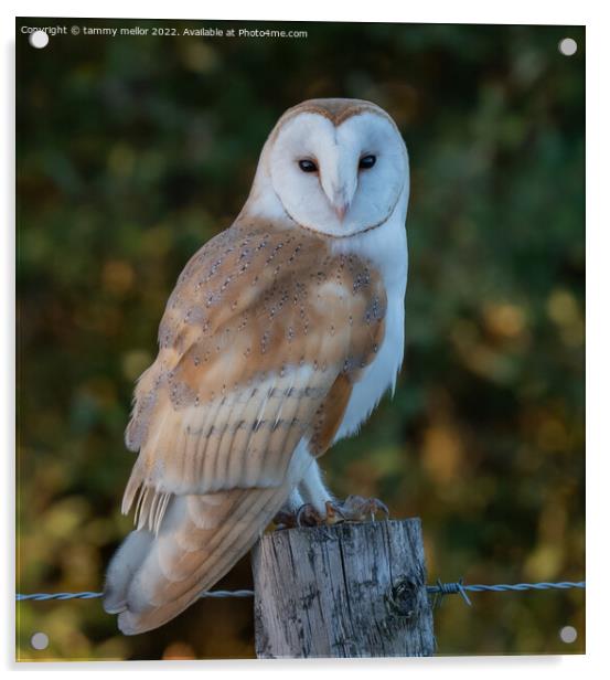 Majestic Barn Owl Acrylic by tammy mellor