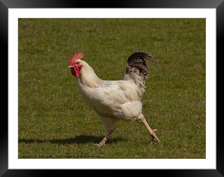 Hen in a hurry Framed Mounted Print by Sally Wallis