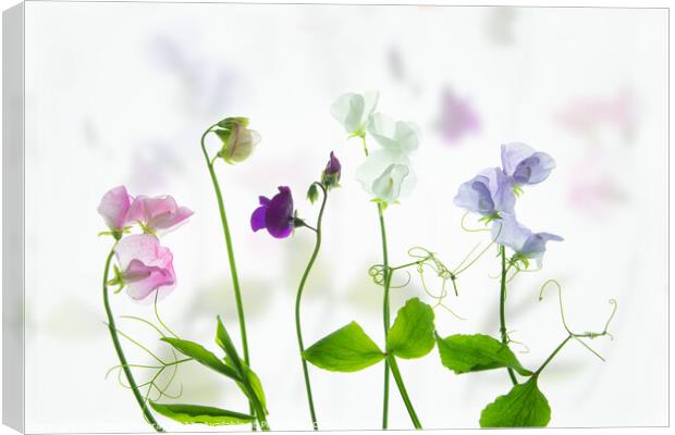 A Symphony of Sweet Peas Canvas Print by Robert Murray