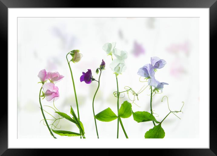A Symphony of Sweet Peas Framed Mounted Print by Robert Murray
