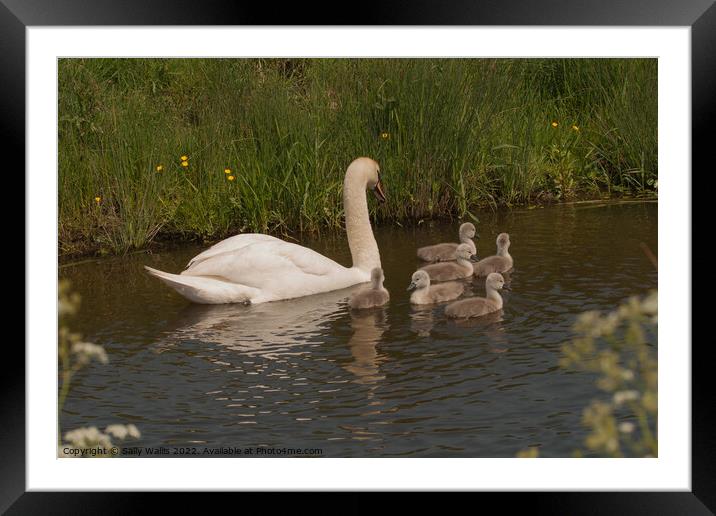 Swan with Cygnets on Dyke Framed Mounted Print by Sally Wallis