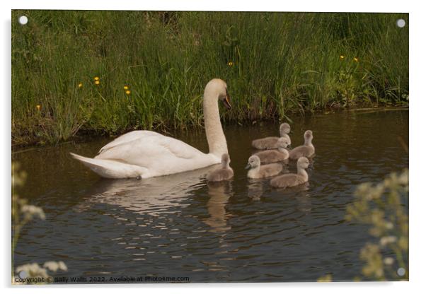 Swan with Cygnets on Dyke Acrylic by Sally Wallis