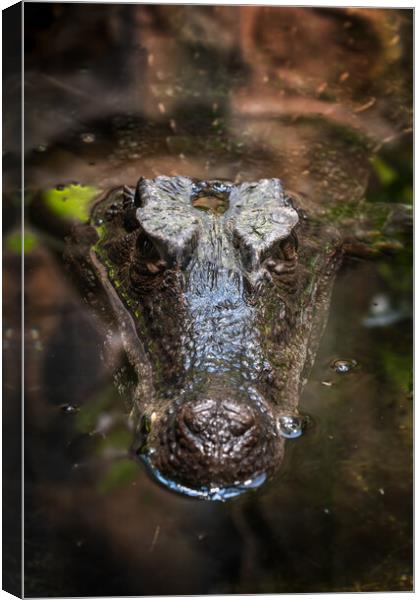 Smooth-fronted Caiman In Water Canvas Print by Artur Bogacki