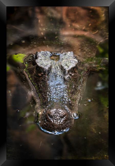 Smooth-fronted Caiman In Water Framed Print by Artur Bogacki