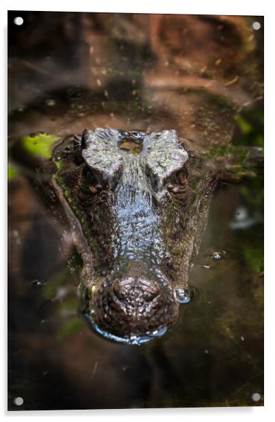 Smooth-fronted Caiman In Water Acrylic by Artur Bogacki