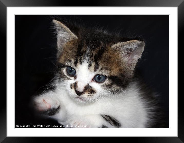 Cute Kitten Framed Mounted Print by Terri Waters