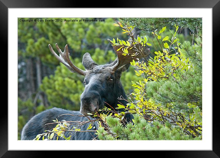 Bull Moose Framed Mounted Print by Gary Beeler
