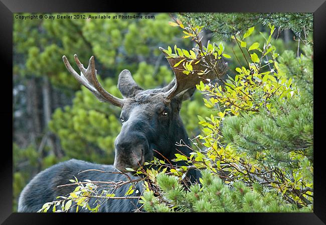 Bull Moose Framed Print by Gary Beeler