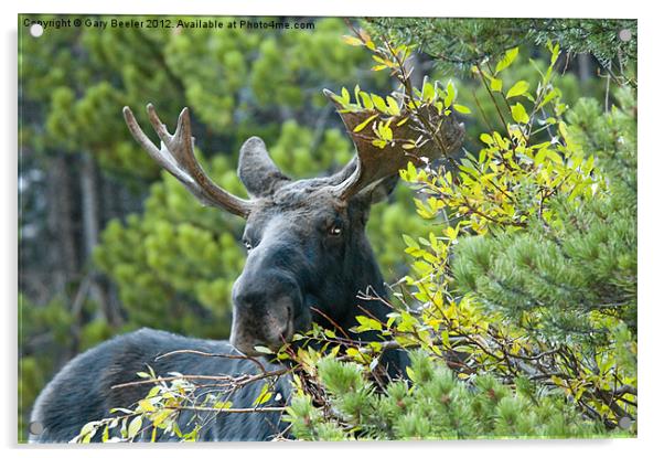 Bull Moose Acrylic by Gary Beeler