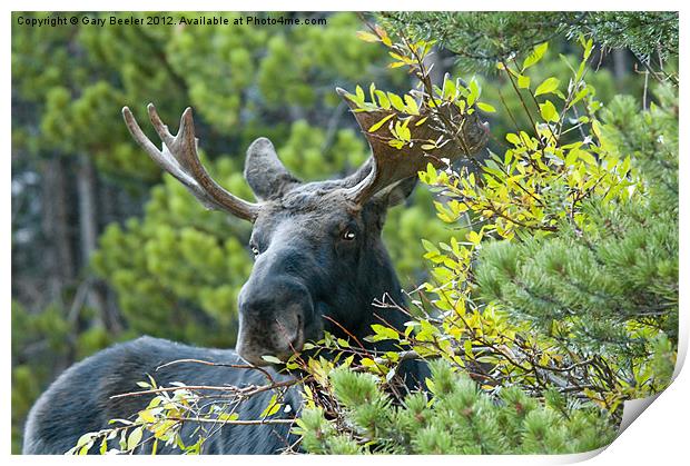 Bull Moose Print by Gary Beeler