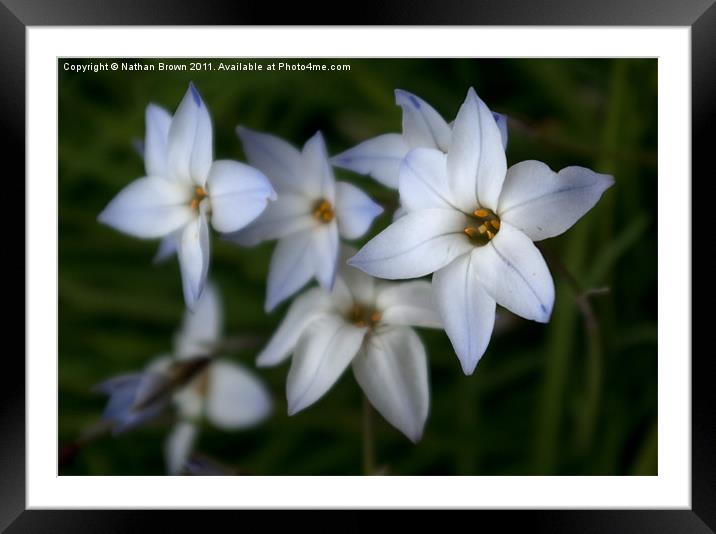 White Flower Framed Mounted Print by Nathan Brown
