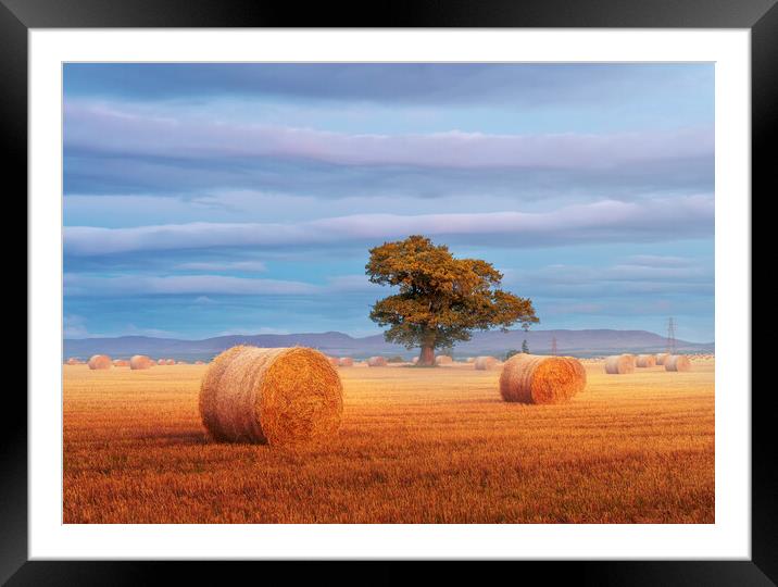 Autumn Harvest Framed Mounted Print by Anthony McGeever