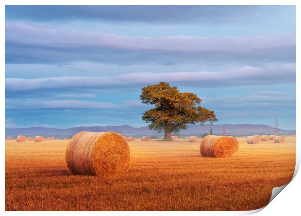 Autumn Harvest Print by Anthony McGeever