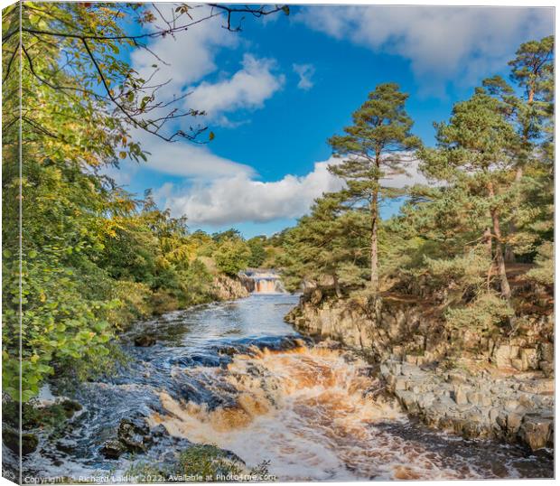 Autumn Tints at Low Force Waterfall, Teesdale Canvas Print by Richard Laidler