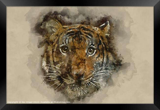 Tiger Watercolour Framed Print by Nic Croad