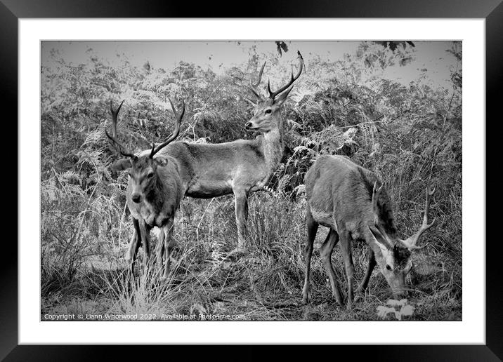 Three young red deer stags  Framed Mounted Print by Liann Whorwood