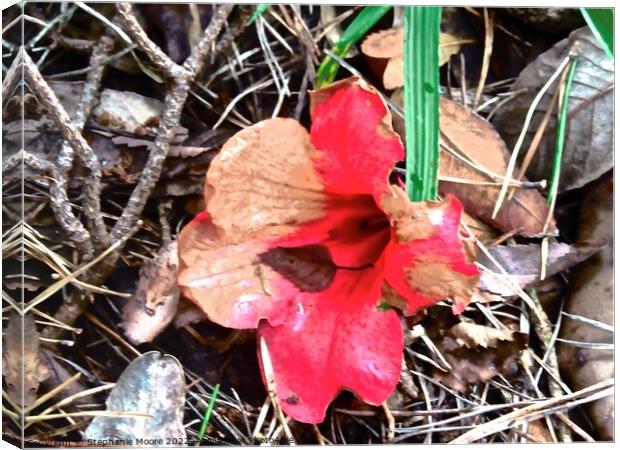 Fallen flower Canvas Print by Stephanie Moore