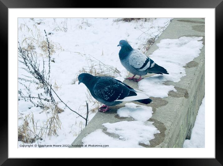 Pigeons in the Snow Framed Mounted Print by Stephanie Moore