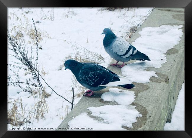 Pigeons in the Snow Framed Print by Stephanie Moore