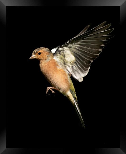 Male Chaffinch In Flight Framed Print by Jonathan Thirkell