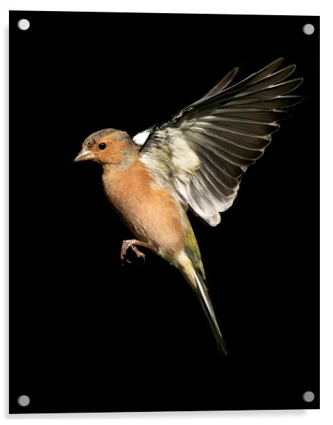Male Chaffinch In Flight Acrylic by Jonathan Thirkell