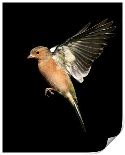 Male Chaffinch In Flight Print by Jonathan Thirkell