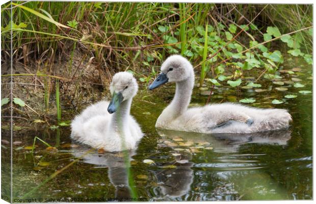 Two very young cygnets Canvas Print by Sally Wallis